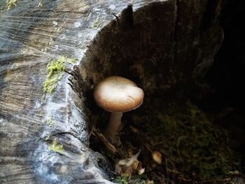 Close-up of mushrooms growing on tree trunk