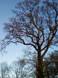 Low angle view of bare tree against sky