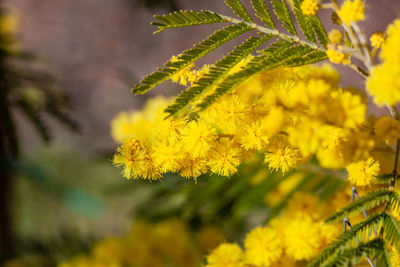 Close-up of yellow flowering plant leaves