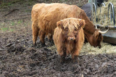 Galloway cattle in a farm