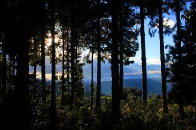 Trees in forest