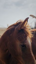 Close-up of a horse against the sky