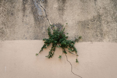 Close-up of plant against wall