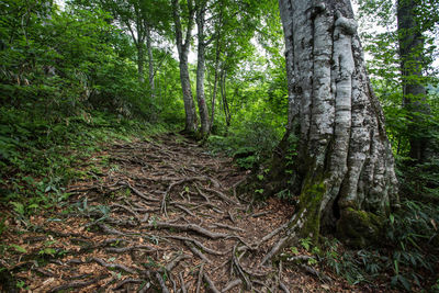 Pine trees in forest