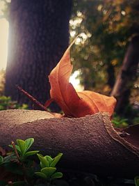 Close-up of leaves on tree trunk