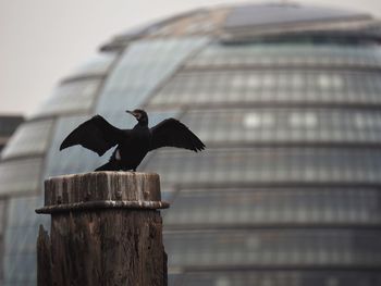 Low angle view of bird perching on wooden post