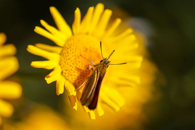 Close-up of insect on yellow flower