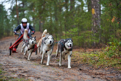 View of dog running in forest