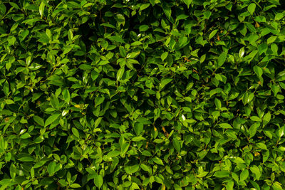 Full frame shot of fresh green plants