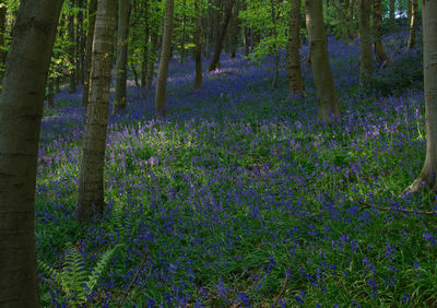 Trees growing in forest