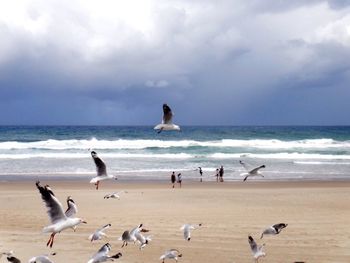 Seagulls on beach against cloudy sky