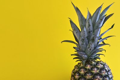 Close-up of fruit against yellow background