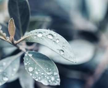 Close-up of wet plant leaves