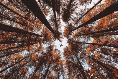 Low angle view of tall trees against airplane