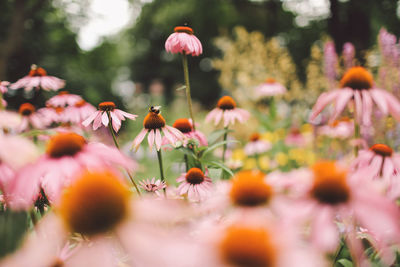 Close-up of pink flowers