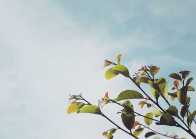 Low angle view of flowering plant against sky