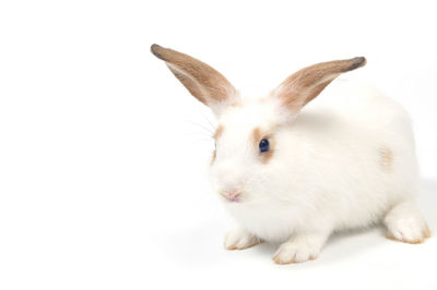 Close-up of white rabbit