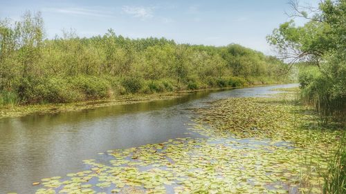 Trees growing in water