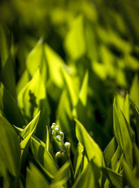 Full frame shot of fresh green plant