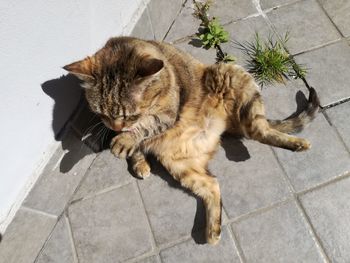 High angle view of a cat on floor