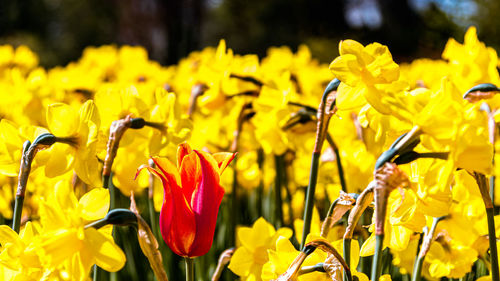 Close-up of yellow tulips