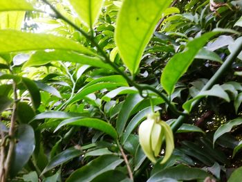 Close-up of green plant