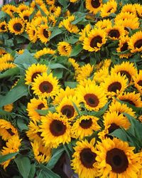 Full frame of sunflower