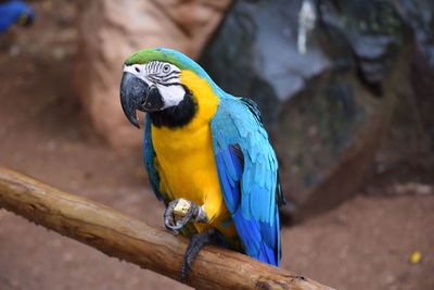 Close-up of blue parrot perching on wood