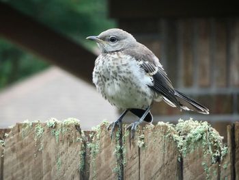 Fledgling mocking bird on an old wooden moss-covered fence wait for mom to bring food