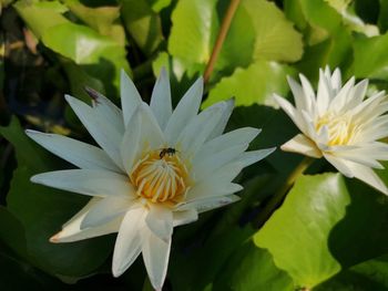 Close-up of insect on white flowering plant