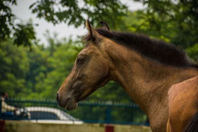 Close-up of a horse