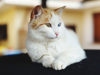Close-up of cat looking away