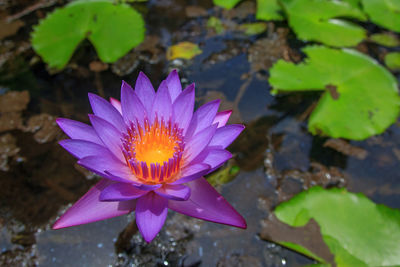 Close-up of lotus water lily in pond