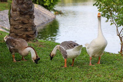 Ducks in a lake