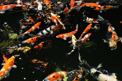 View of koi carps swimming in pond