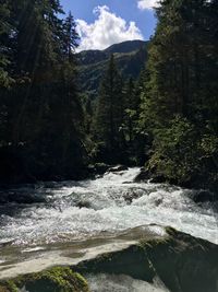 Scenic view of river flowing through forest