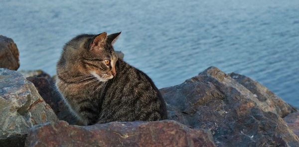 Stray cat on rocks against sea