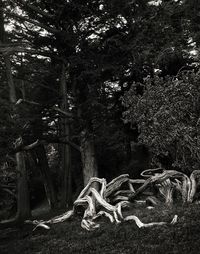 View of trees in forest