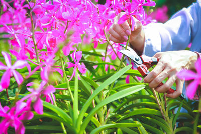 Close-up of hand holding purple flowering plants