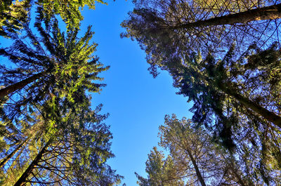 Low angle view of trees against sky