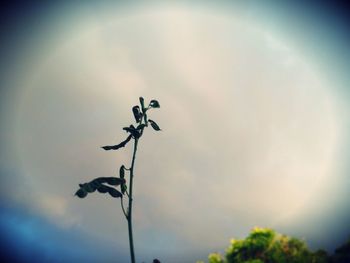 Close-up of plant against sky