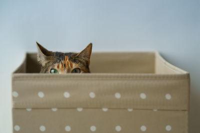 Curious cat has climbed into storage box, looks out playing hunting for a toy. pet lovers.