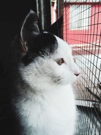 Close-up of cat in cage