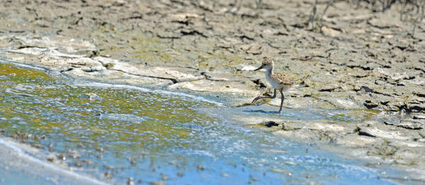 View of bird flying over water