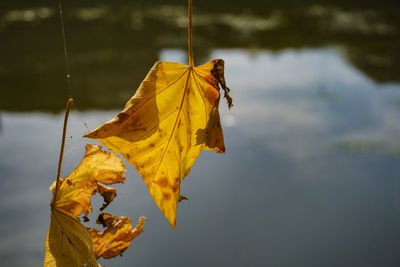 Close-up of yellow leaf with autumn leaves