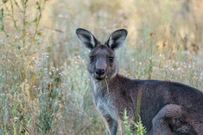 Portrait of an eastern grey kangaroo grazing in a field.