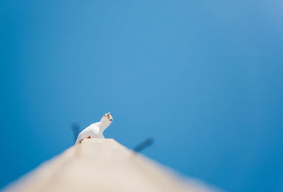 Low angle view of bird perching on wooden post against clear blue sky