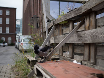 View of bird perching on building