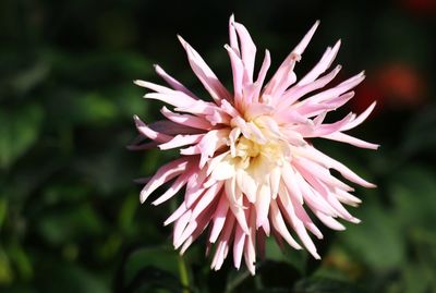 Close-up of pink dahlia