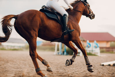 Side view of horse standing on road